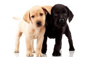 Dog Grooming Services for Healthy Pups