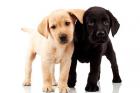 Dog Grooming Services for Healthy Pups